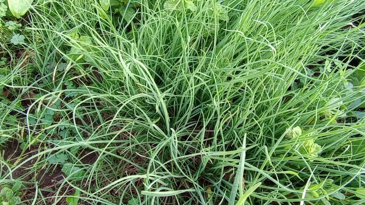 Garlic Chives Live Plants - Hardy Perennial Herb - 10+ Well Rooted - Allium tuberosum - Culinary Garden Favorite