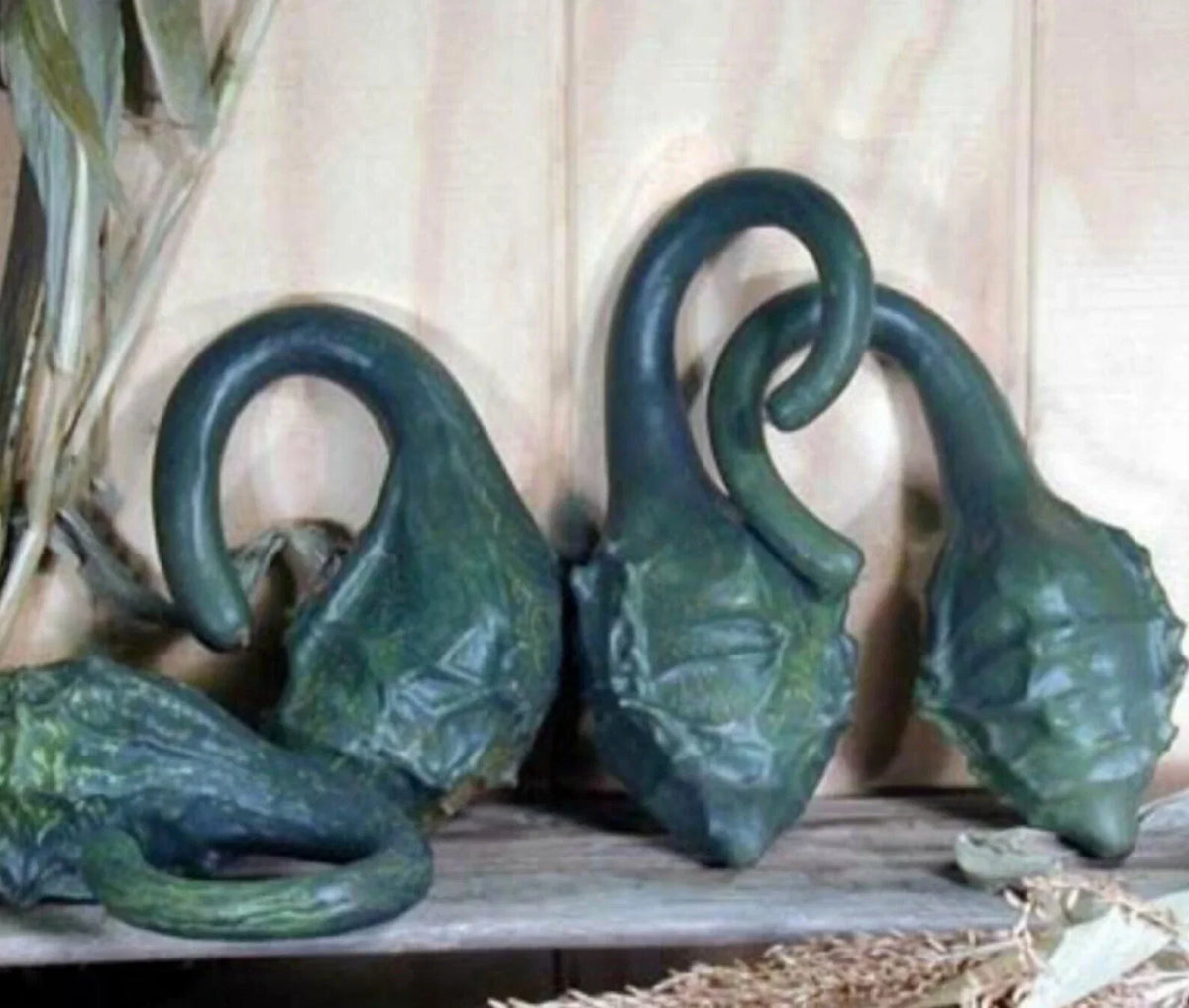 Caveman's Club Gourd Seeds - 10 Heirloom Maranka Squash Seeds - Unique Dinosaur Gourd - Cucurbita pepo