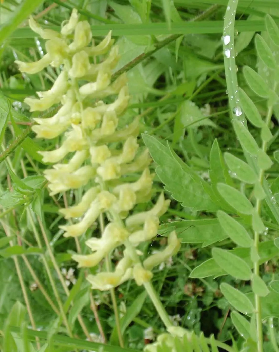 Vetch Seeds - 115 Count - Canadian Milk with Light Yellow Blossoms - Astragalus canadensis
