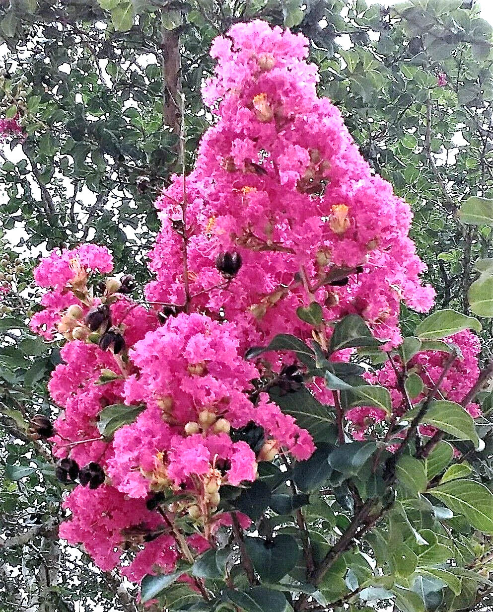 Heirloom True Pink Crepe Myrtle Tree Cuttings 6" - Lagerstroemia indica - Fast-Growing Flowering Shrubs for Garden