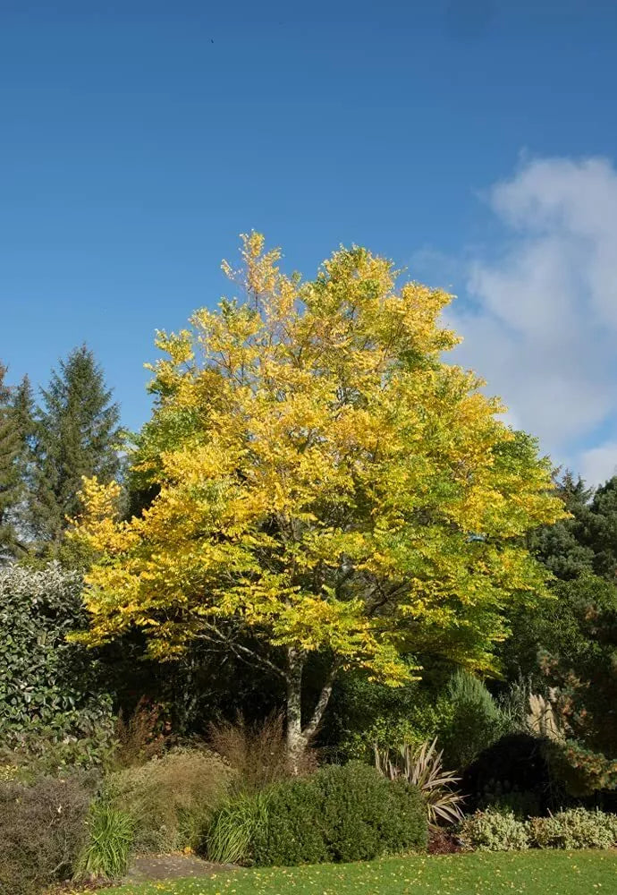 Kentucky Coffee Tree Seeds - 10 Pack - Gymnocladus dioicus - Ideal for Planting - Hardy Deciduous Tree Seeds