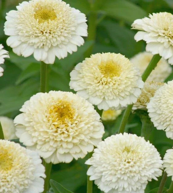 Zinderella White Zinnia Seeds - 100+ Pack - Zinnia elegans - Easy to Grow, Attracts Pollinators, USA