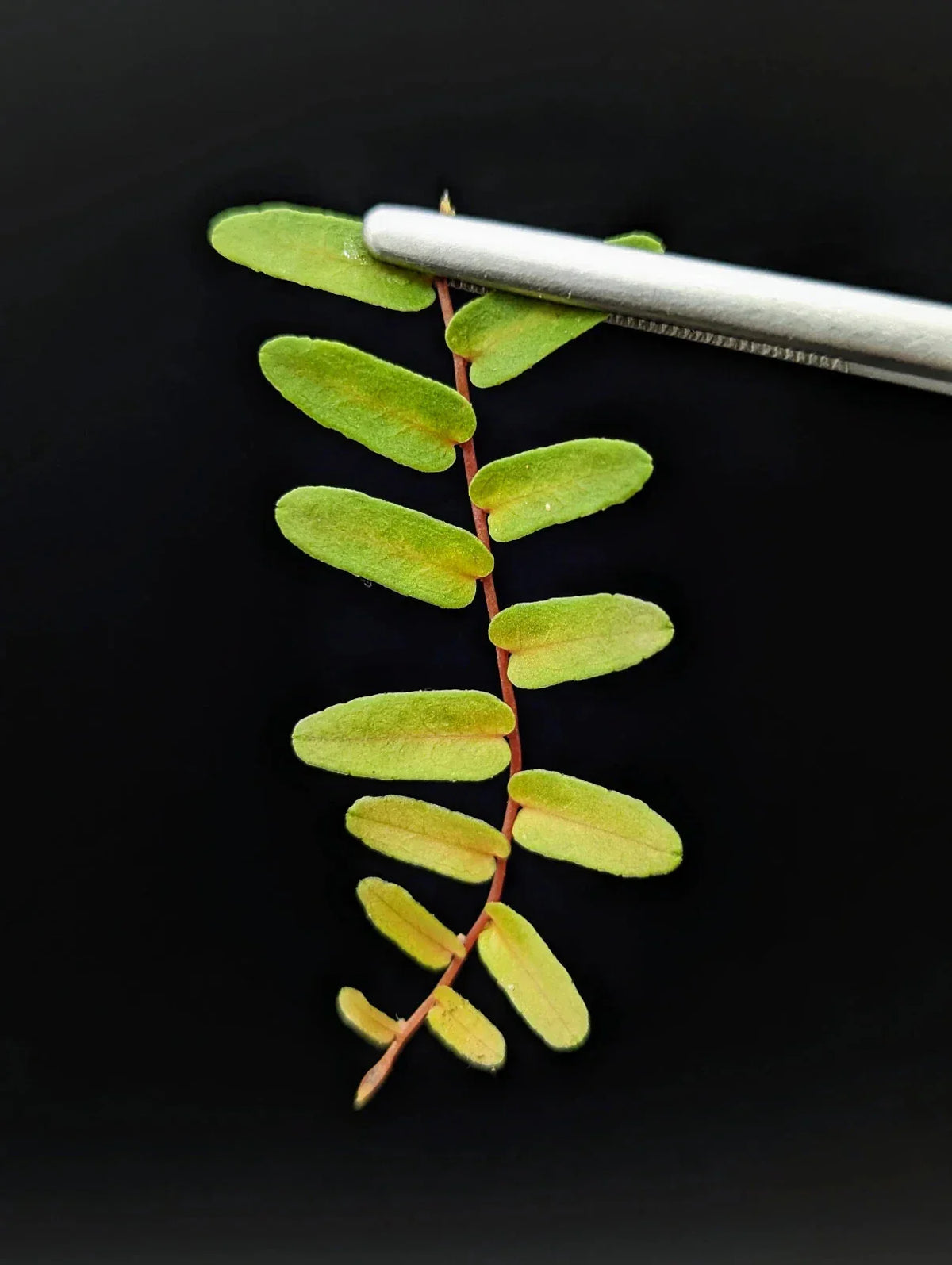 Marcgravia sp. Mendez Arrowhead Cutting | 10-Leaf Terrarium Plant | Unique Indoor Greenery | Easy Care Houseplant