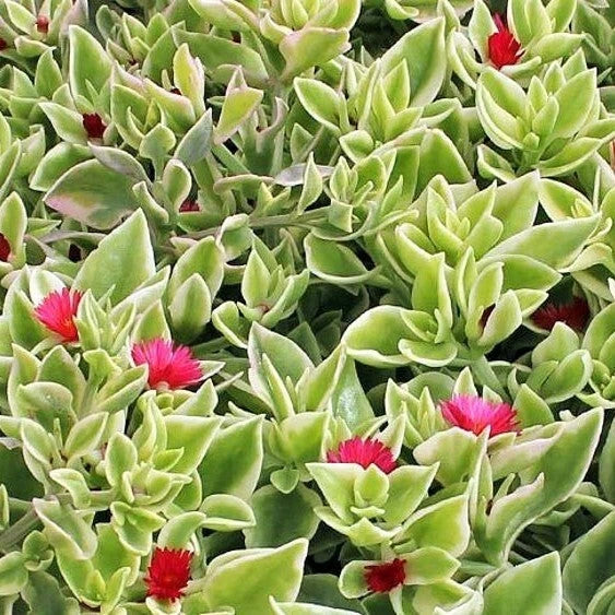 Aptenia Cordifolia Variegata Live Plant - 4 Inch Variegated Heartleaf Succulent - Bare Roots - Ideal for Indoor/Outdoor Gardening