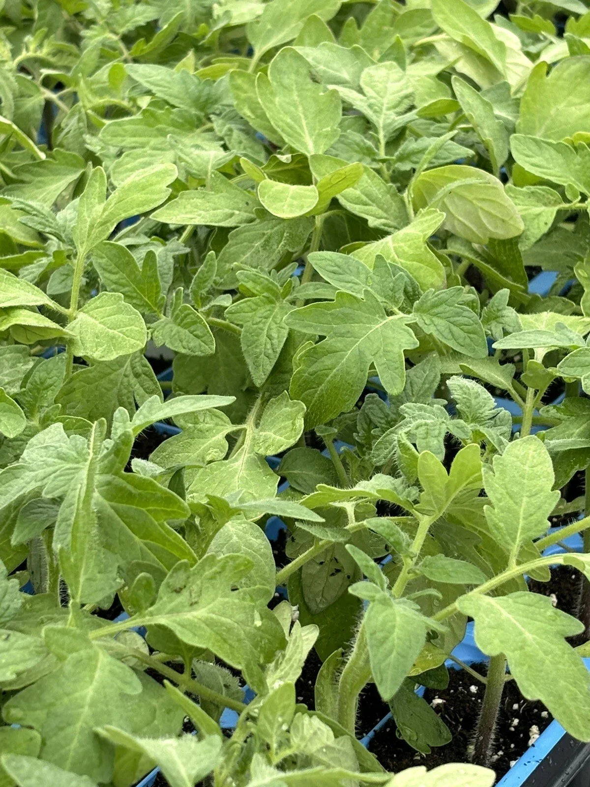 Rutgers Tomato Live Plants Lot of 2, Heirloom Variety, Solanum lycopersicum 'Rutgers', 6-10 Inches Tall