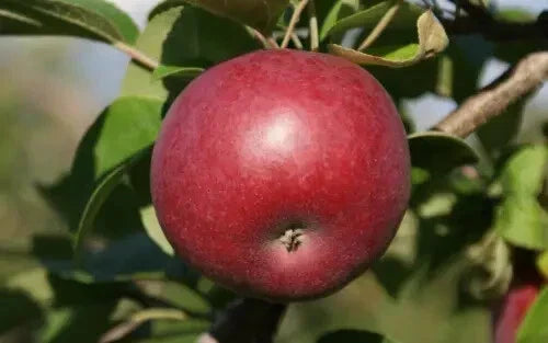 McIntosh Apple Seeds - 25+ Count - Malus domestica - Ideal for Home Gardening - Non-GMO, USA
