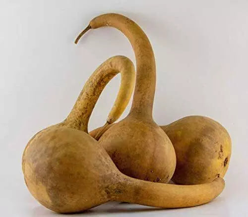 Dipper Gourd Seeds 5 Ct Heirloom Non-GMO Long Handle Cucurbita pepo for Crafting and Cooking - Easy to Grow