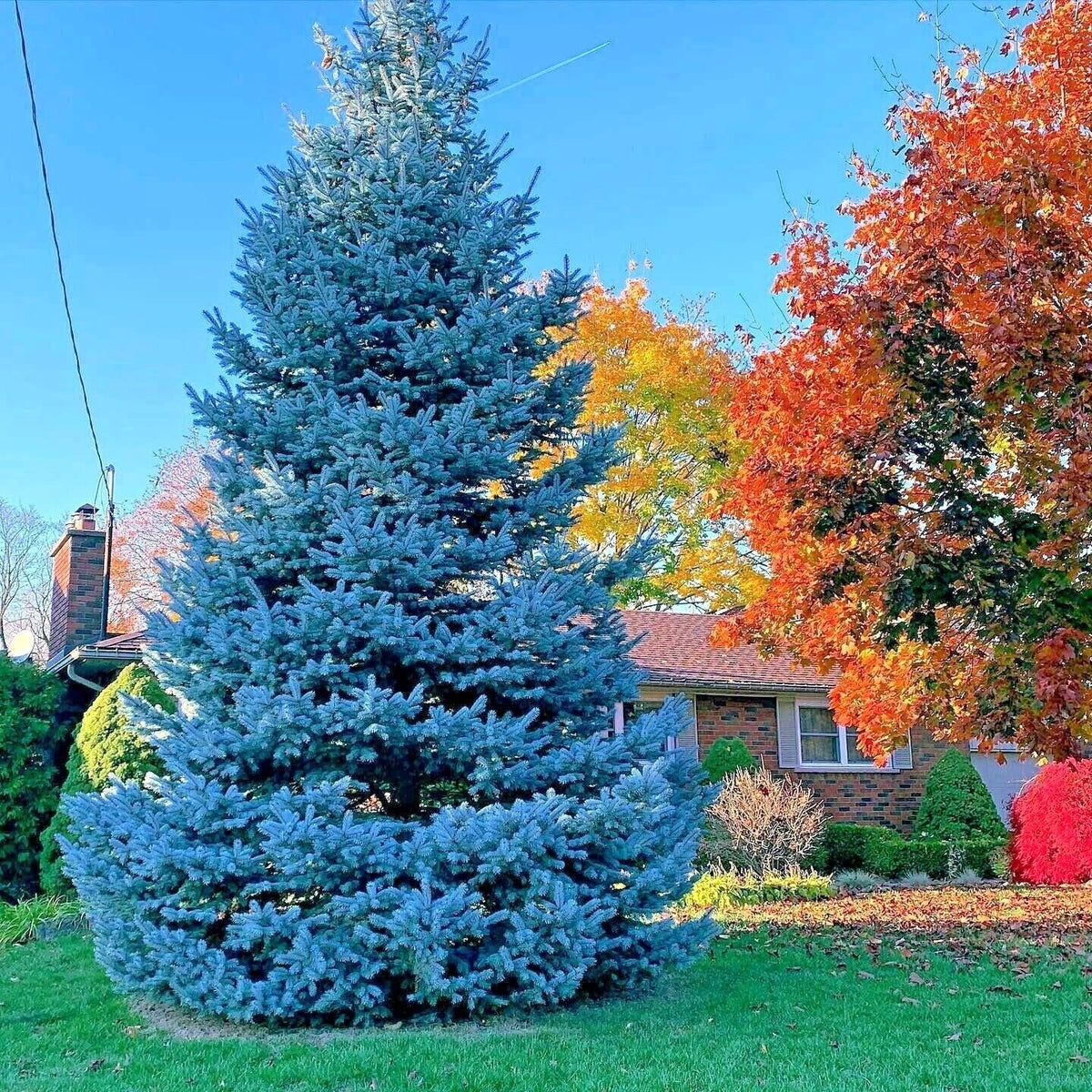Colorado Blue Spruce Seeds - 20 Pack - Cold Hardy Bonsai - Picea pungens "Glauca" - Ideal for Home Gardening and Landscaping