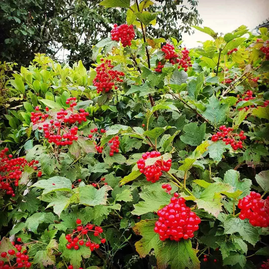 Viburnum Opulus Cuttings - 40 Thin Eastern Snowball Chervona Kalyna - Flowering Shrub Cuttings, Ideal for Borders and Hedges