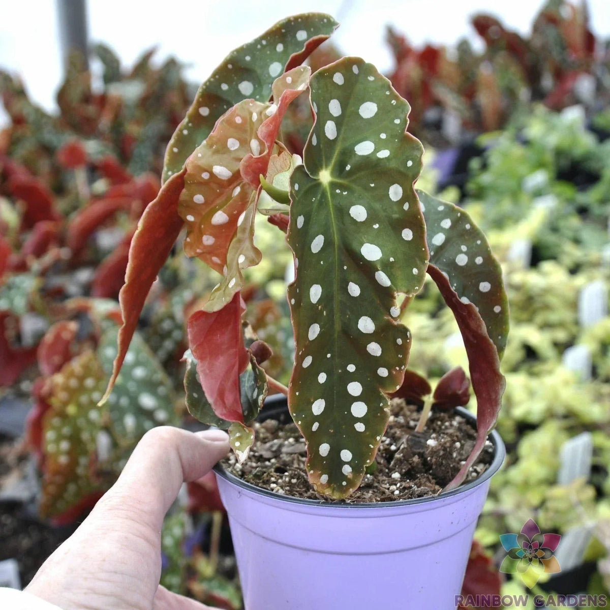 Angel Wing Begonia Seeds - 25+ Pack - Ideal for Indoor/Outdoor Planting - Begonia corymbifera - USA Grown