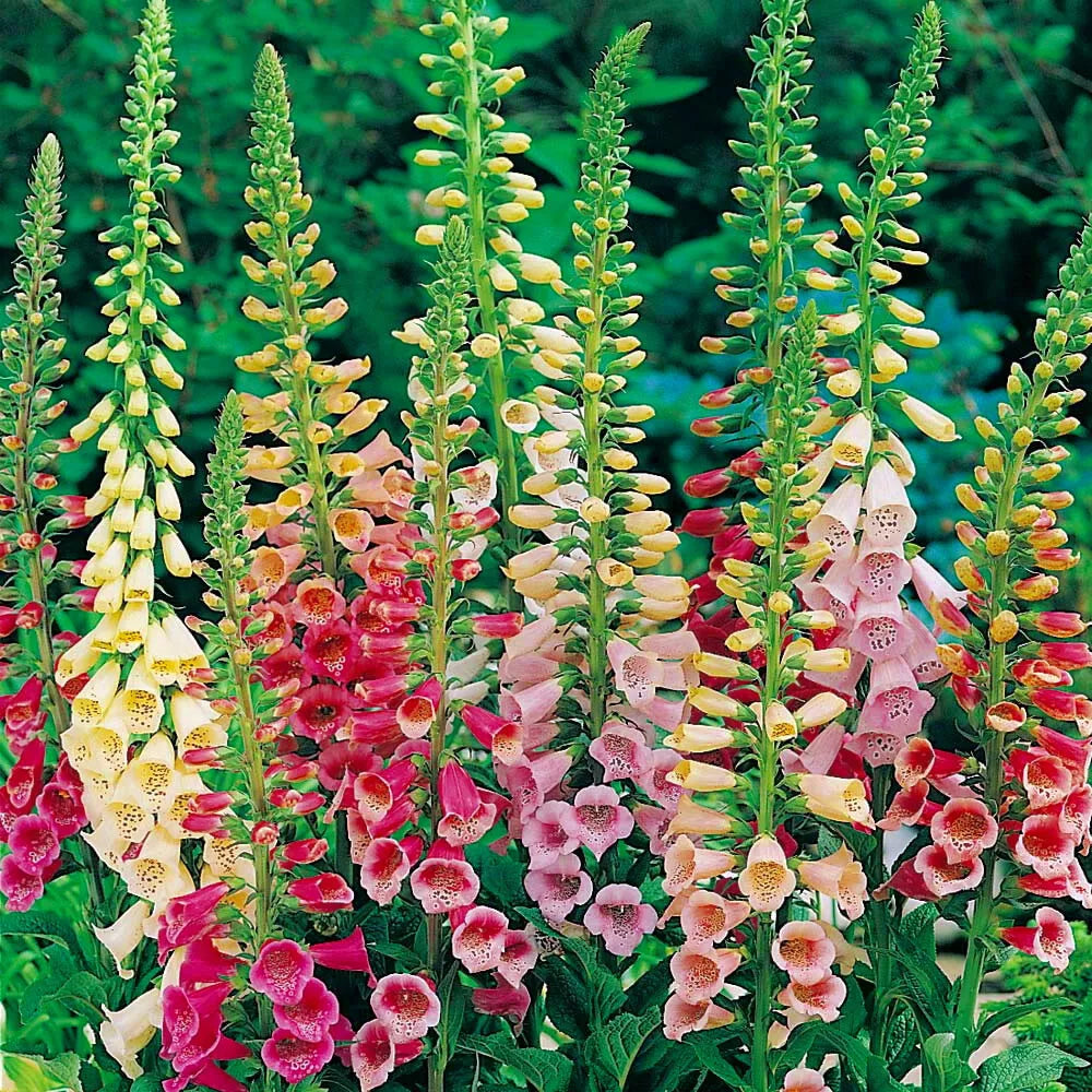 Foxglove Seeds - Excelsior Mix - Non-GMO - Digitalis purpurea - Garden Seeds for Planting - 100 Seeds Packet