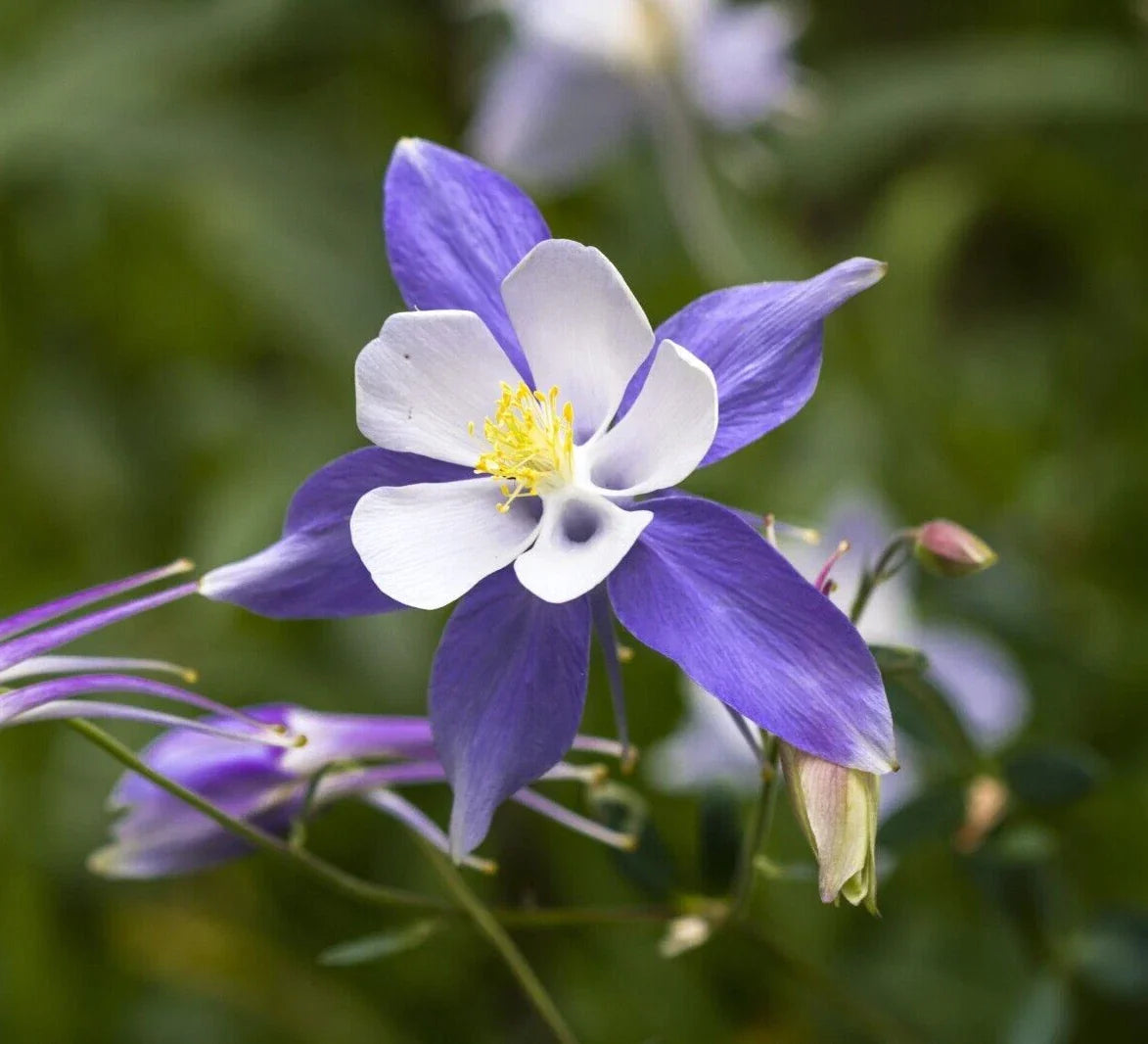 Blue Columbine Seeds - 50 Seeds Aquilegia coerulea, Perennial Flower, Easy to Grow, Blue and White Blooms, Garden Plant