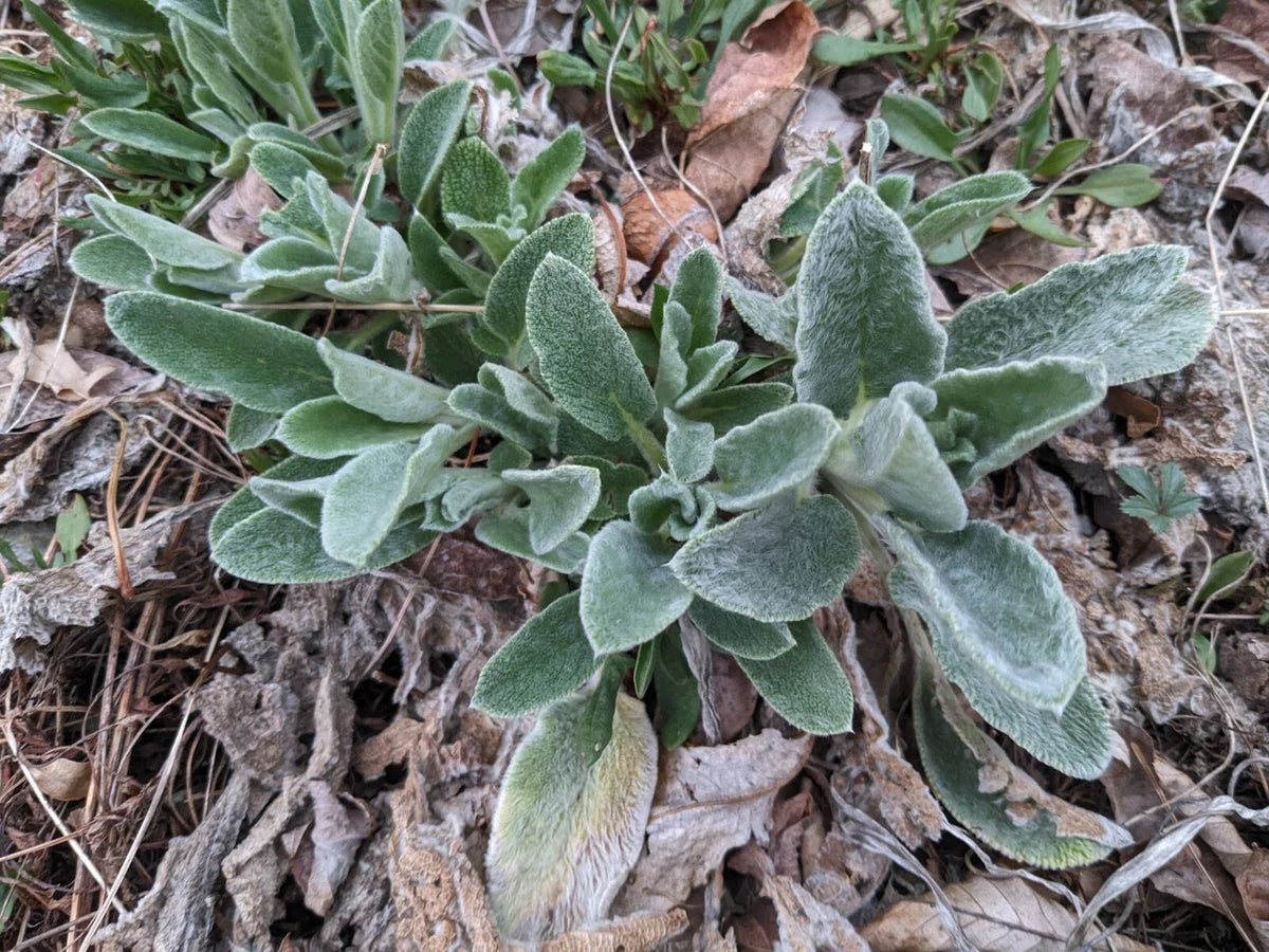 Lambs' Ear Starter Plants - 3 Bare Root - Stachys byzantina - Soft Fuzzy Leaves, Drought Tolerant Ground Cover