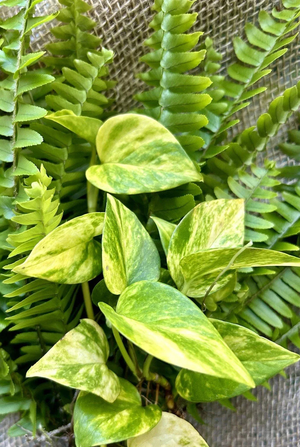 Rooted Plant Cuttings Set - 20 Indoor Pothos & Ferns - Easy Care Houseplants - Epipremnum aureum & Various Ferns