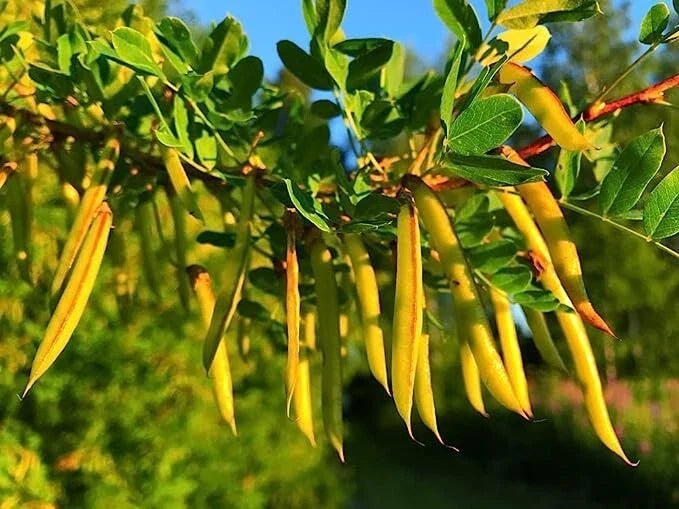 Siberian Peashrub Seeds - 30 Seeds - Yellow Blooming Bush - Caragana arborescens - Hardy Plant for Wildlife & Erosion Control