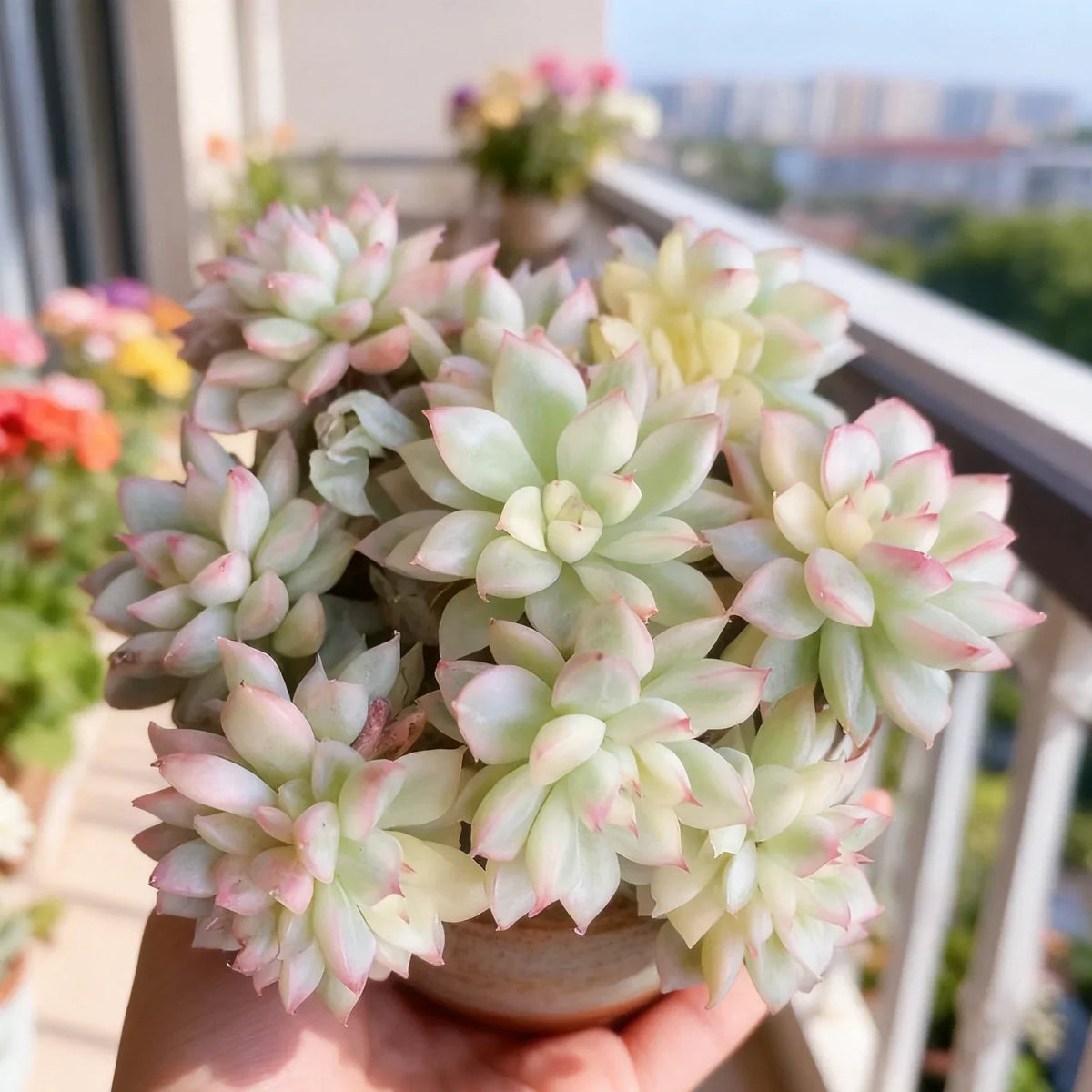 Echeveria Mebina Variegata Succulent Plant - Live Bare Root, Creamy Yellow & Green Leaves, Echeveria spp.