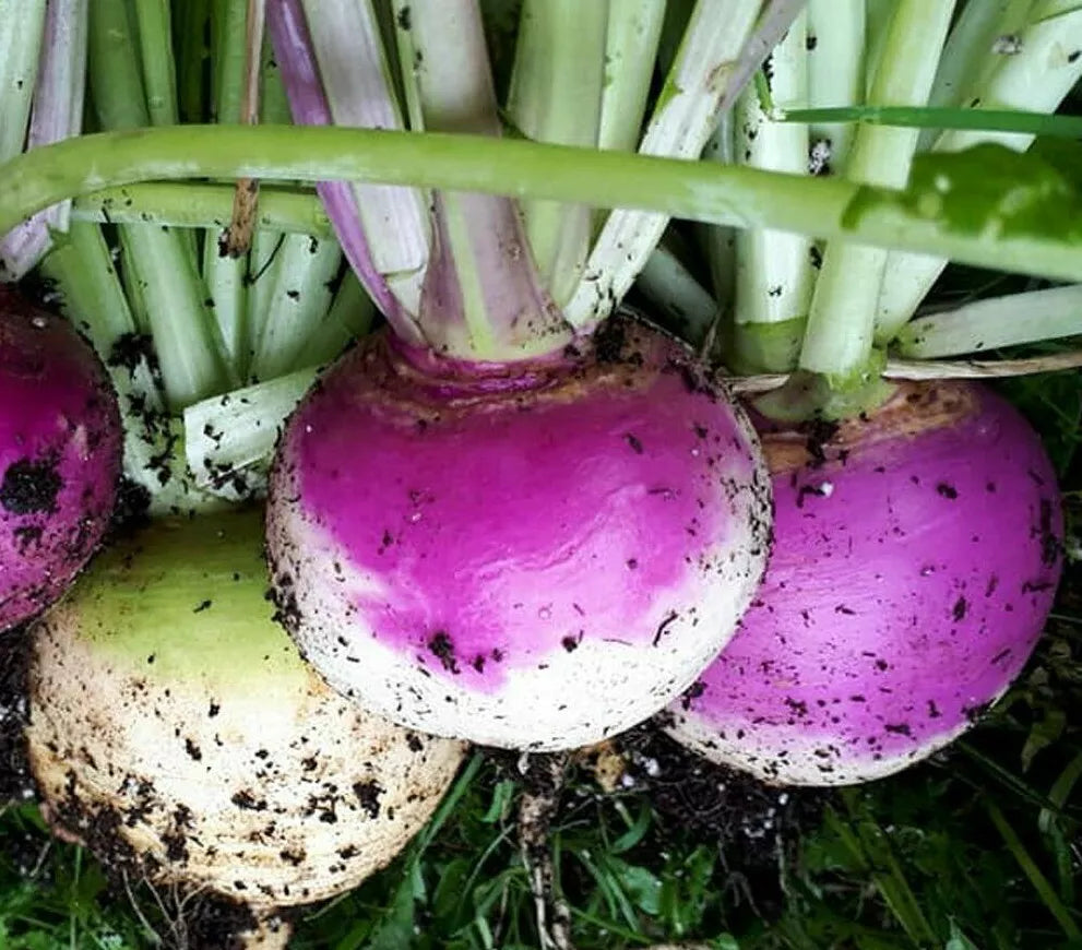 Purple Top Turnip Seeds 1000+ for Vegetable Garden Culinary Use Brassica rapa - Ideal for Soups and Stews, Easy to Grow