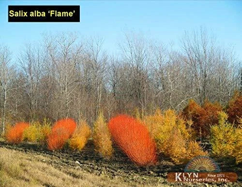 Flame Willow Tree Cuttings 4 Pack - Vibrant Orange Red Bark - Salix × fragilis - Perfect for Gardens & Landscapes