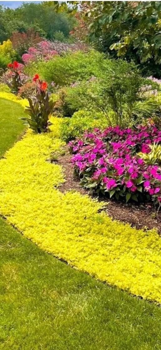 Golden Creeping Jenny Cuttings - 10 Pieces for Groundcover, Hanging Baskets, Pots - Lysimachia nummularia 'Aurea'