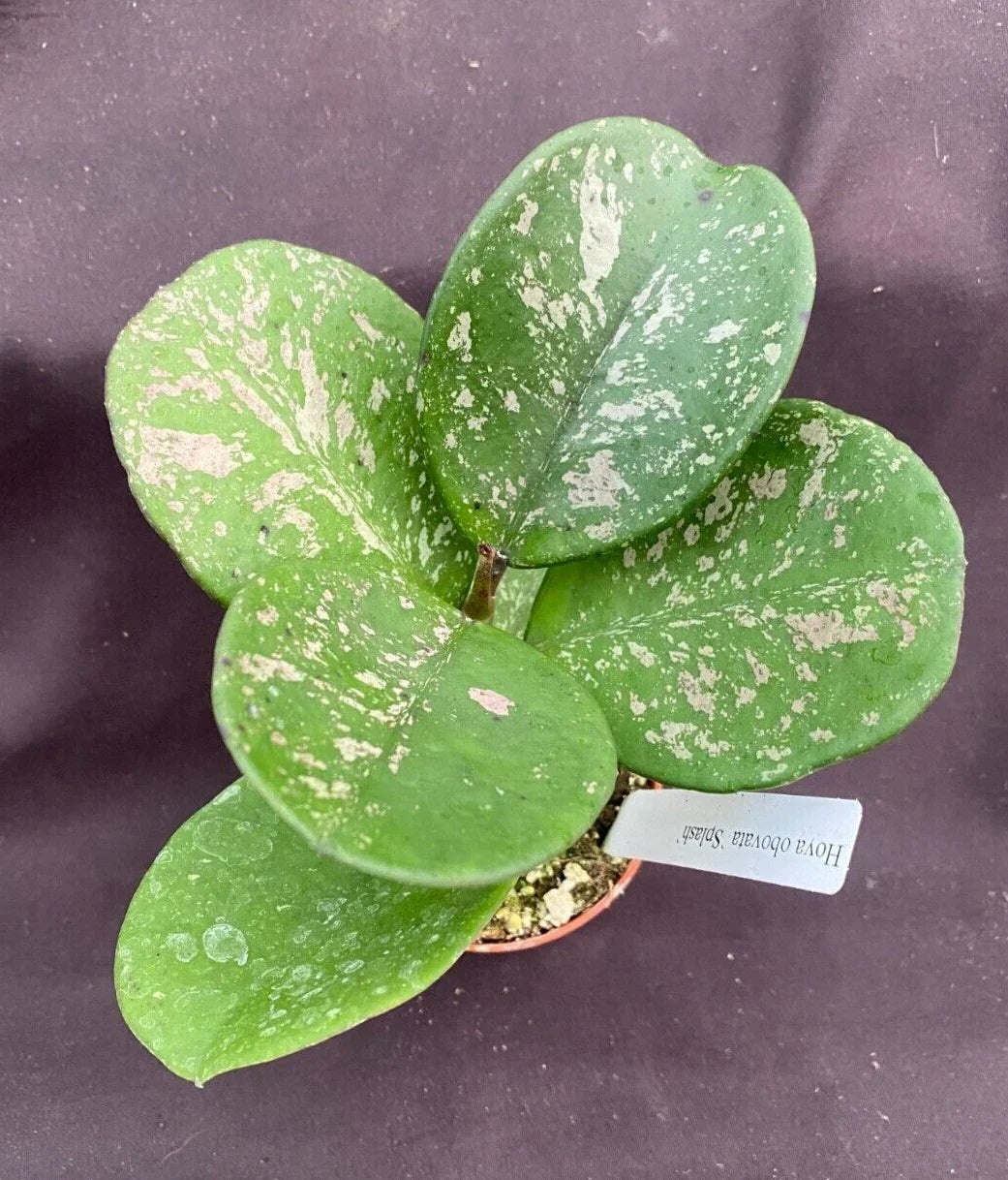 Rare Hoya obovata 'Splash' Rooted Plant 2.5" Pot - Unique Splash-Patterned Leaves, Hoya obovata, Indoor Houseplant