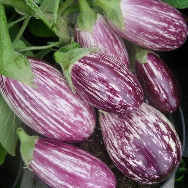 Eggplant Seeds 50+ Non-GMO Heirloom Pandora Striped Rose Solanum melongena for Home Garden and Containers