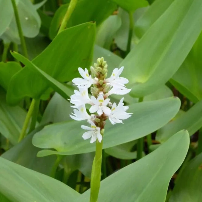 2" White Pickerel Rush Plants - Aquatic Perennial - Pontederia cordata - Established Roots for Pond/Bog Gardens