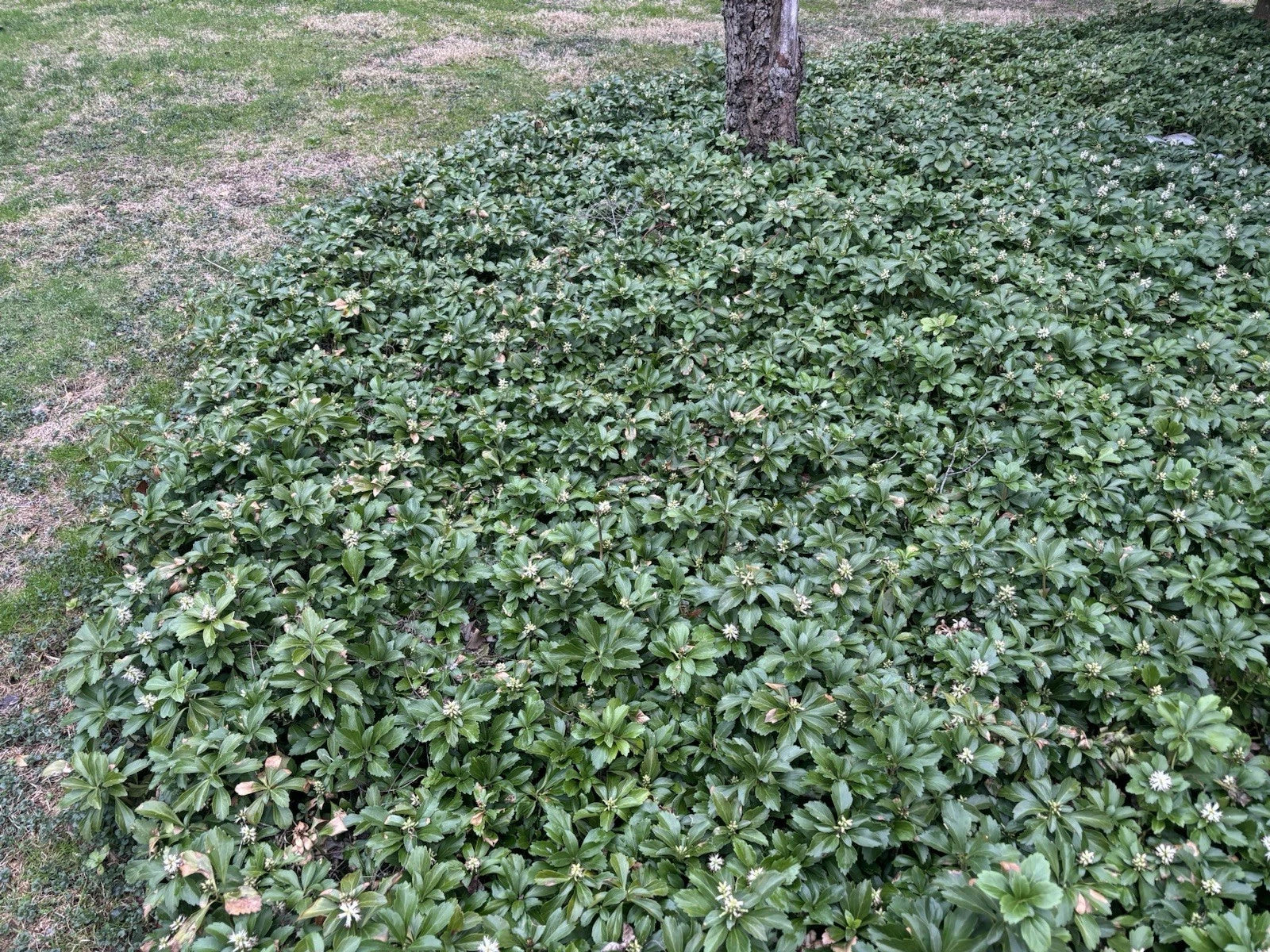Pachysandra Ground Cover Plants - 20 Established Plants - Evergreen Foliage - Pachysandra terminalis