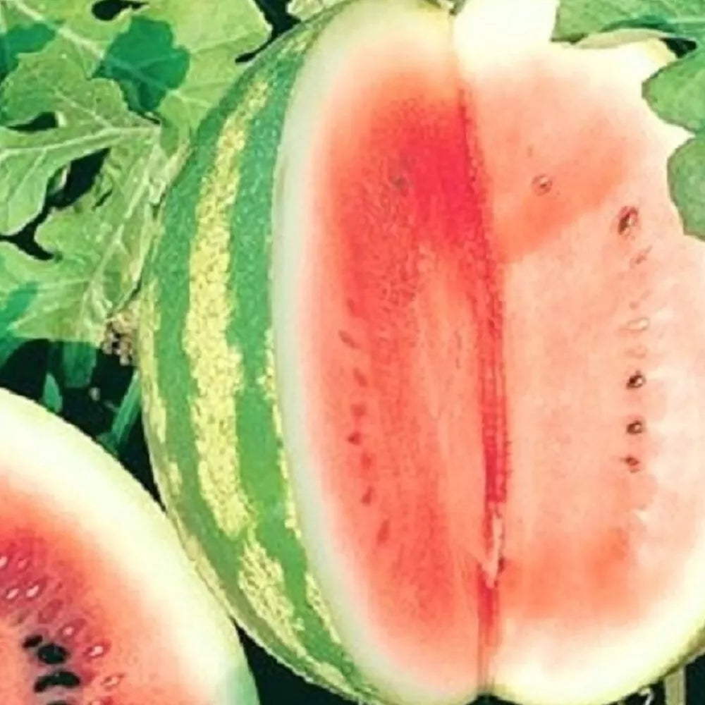 Crimson Sweet Watermelon Seeds | Bulk Pack | Heirloom NON-GMO | Citrullus lanatus | Sweet, Juicy Melons for Summer Gardens