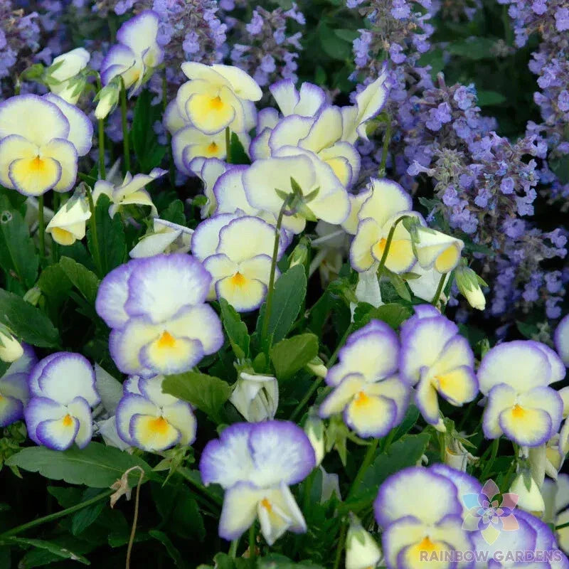 Etain Pansy Seeds Pack - 200 Viola tricolor var. hortensis - Vibrant Garden Flowers for Easy Planting - USA Grown