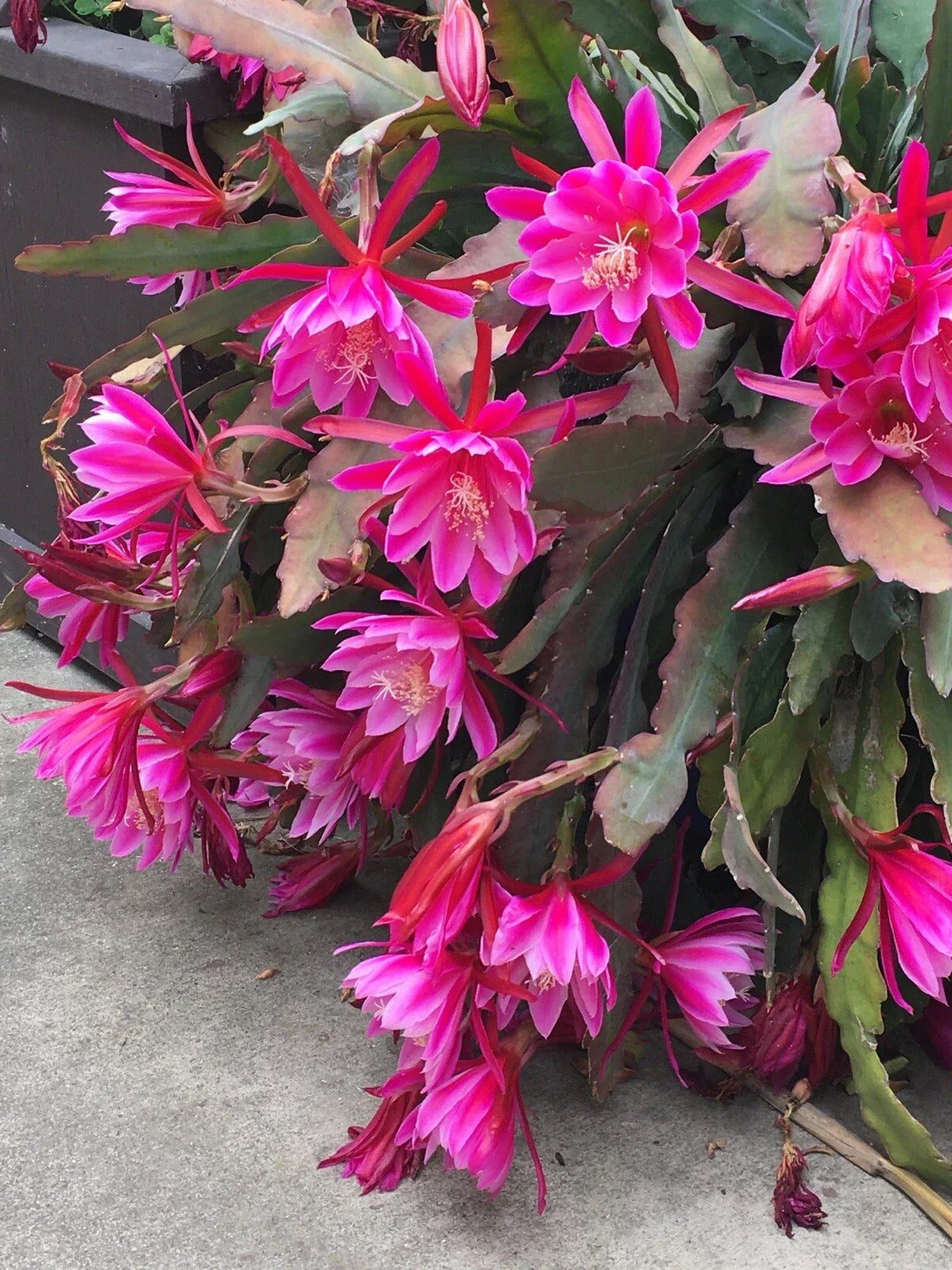 Pink Epiphyllum Orchid Cactus Cuttings (2) 6"-10" - Epiphyllum oxypetalum - Succulent Plant for Indoor/Outdoor Gardens
