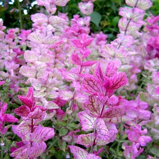 Clary Sage Seeds - 200 Non-GMO Pink Sundae Variety - Salvia sclarea for Birds & Butterflies - Attracts Pollinators