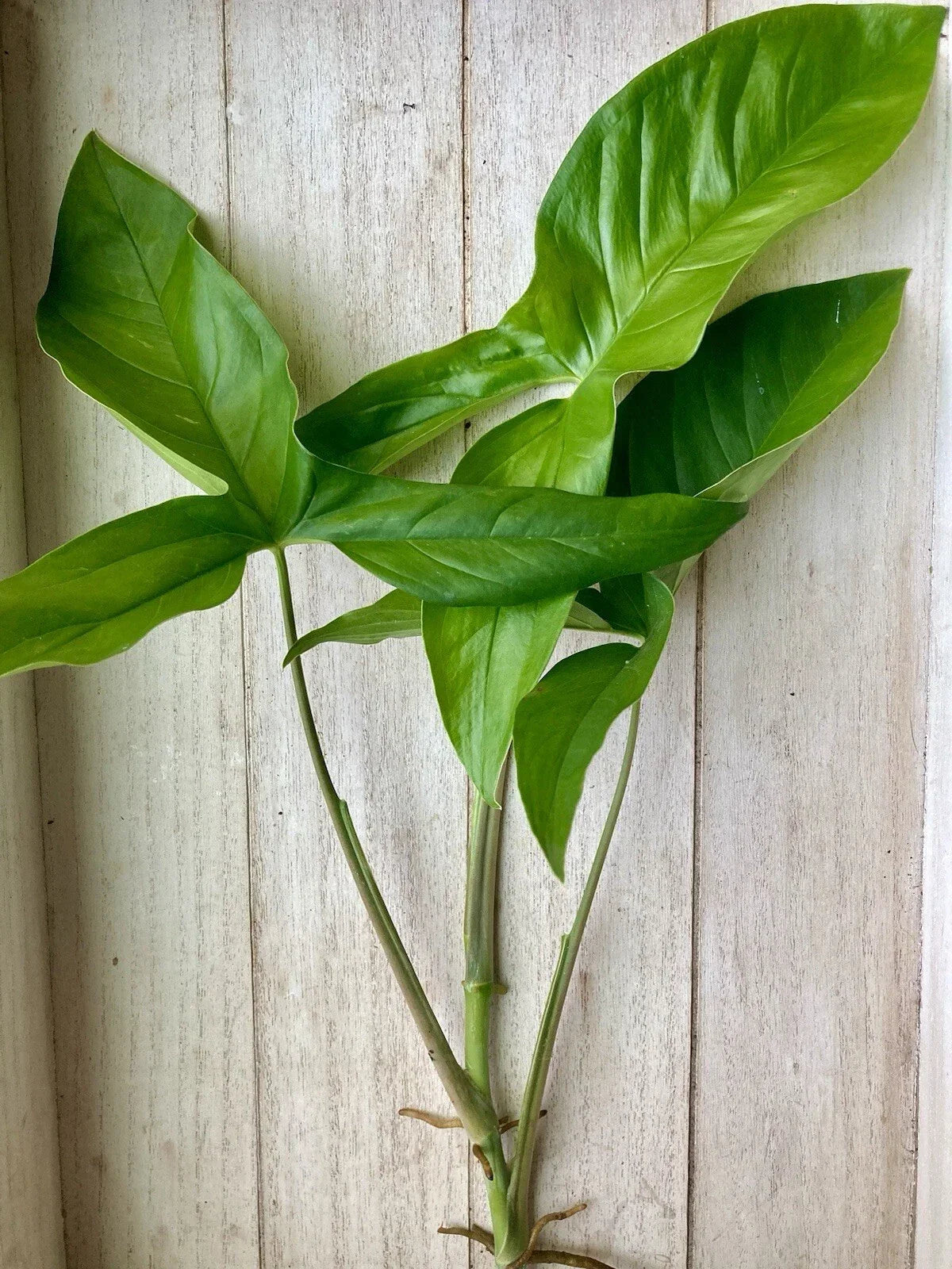10 Rooted Arrowhead Vines - Syngonium podophyllum - Bare Root Cuttings, Pack of 10 - Healthy Tropical Plants for Indoor/Outdoor Garden