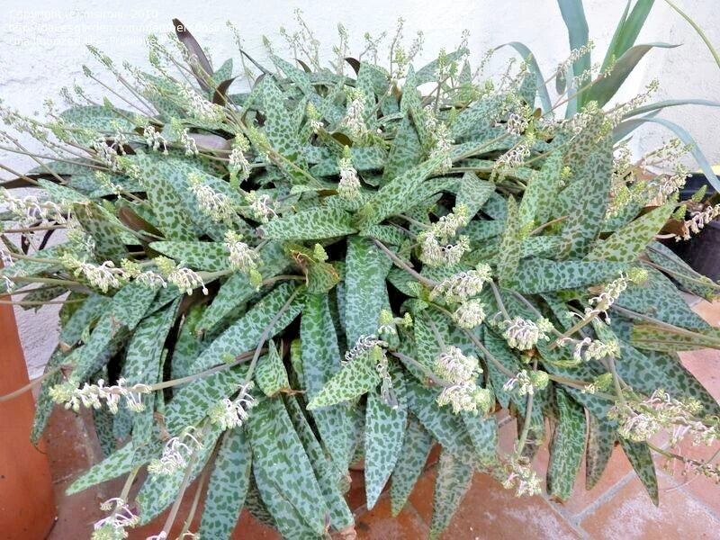 Succulent Live Plant 1 Bulb Variegated Silver Squill Ledebouria socialis Bare Root Houseplant