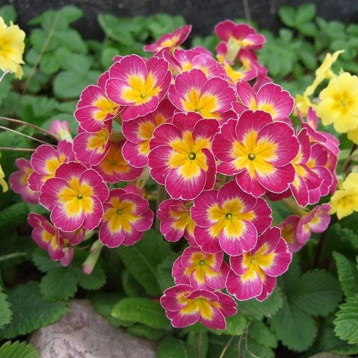 Primula Mala Seeds 100 Count Pink Primula mala for Vibrant Gardens, Attracts Pollinators, Easy to Grow