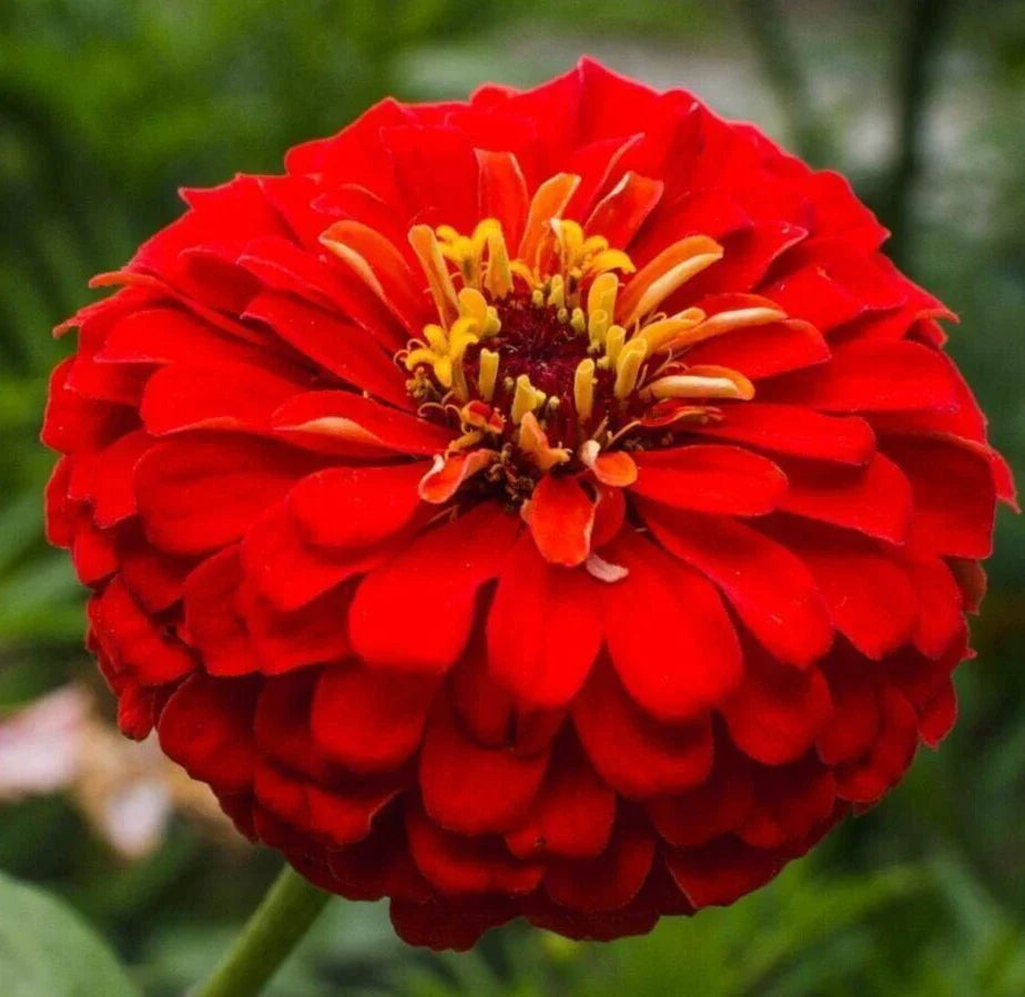 Zinnia Seeds 200+ Cherry Queen Red Annual Flower Seeds Zinnia elegans for Butterfly Gardens