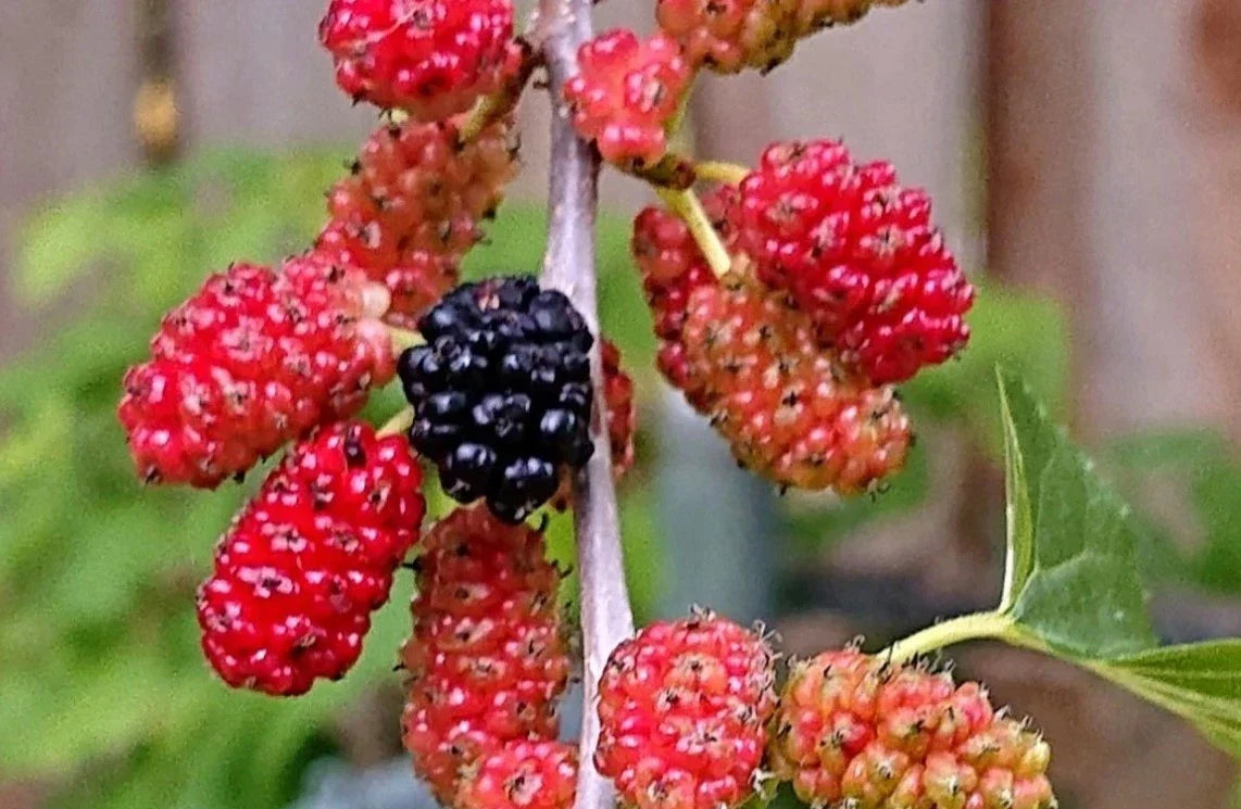 Red Mulberry Live Plant - 16-24" Bare Root - Sweet Fruiting Variety - Morus rubra - Perfect for Home Gardens and Orchards