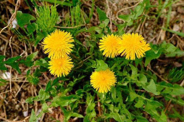 Dandelion Seeds Bulk 2500 Seeds Perennial Yellow Flower Taraxacum officinale Eco-Friendly Gardening GroCo USA