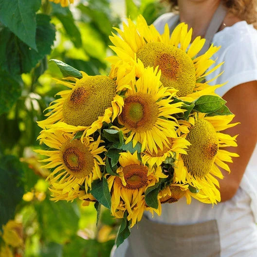 Dwarf Yellow Pygmy Sunflower Seeds - 25 Count Non-GMO, Bee Friendly, Helianthus annuus, Perfect for Small Gardens