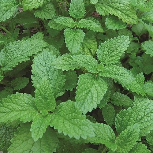Lemon Balm Seeds | 1,000 Heirloom Non-GMO Seeds | Melissa officinalis | Culinary Herb