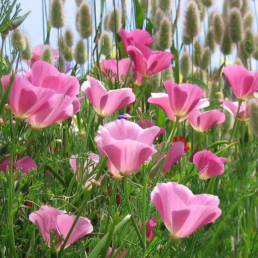 California Poppy Seeds - Purple Gleam Lavender Pink - Eschscholzia californica - Annual Wildflower Seeds for 2025 - 100 Seeds