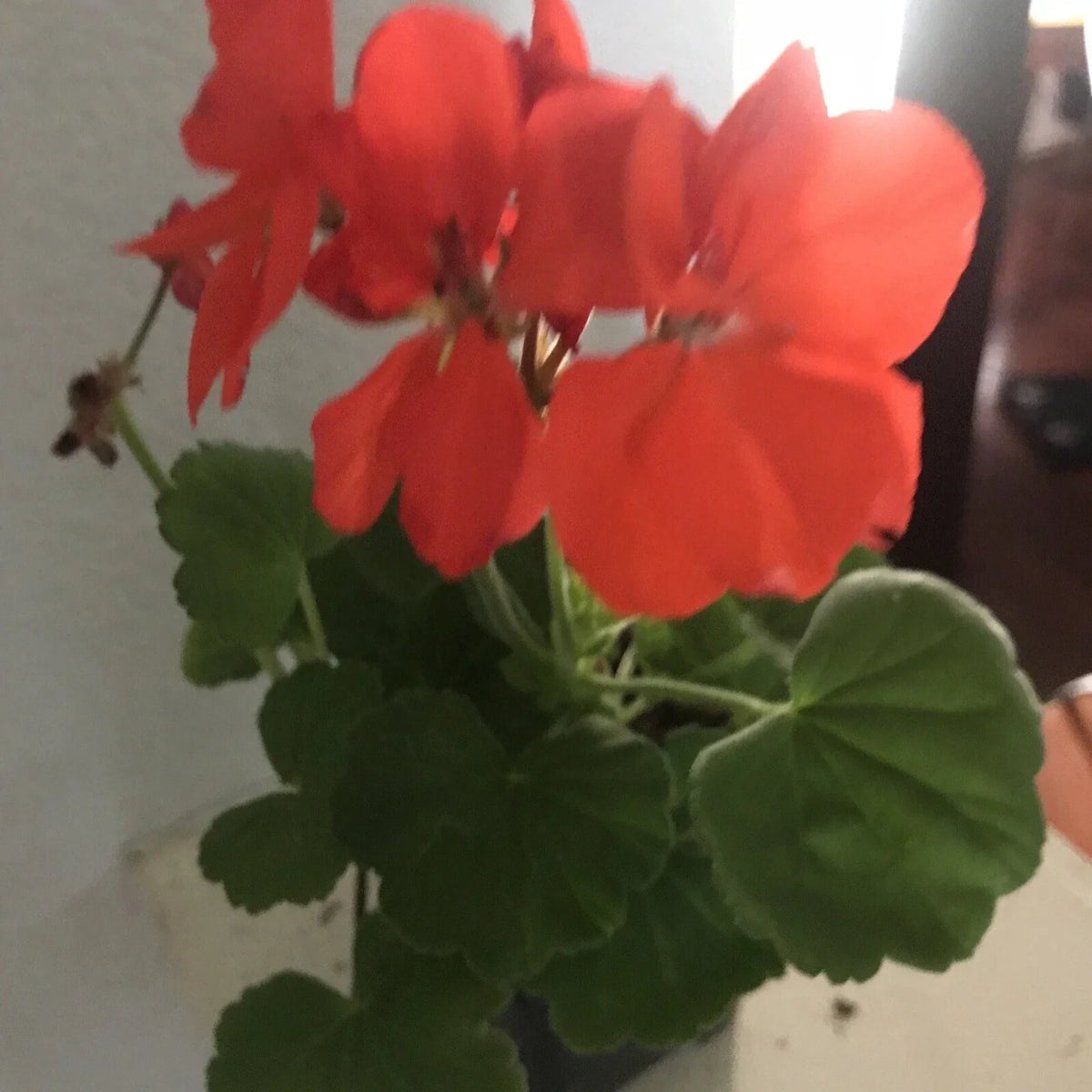 Geranium Plant 4 Inch Salmon Orange Rare Live Pelargonium for Garden Planters