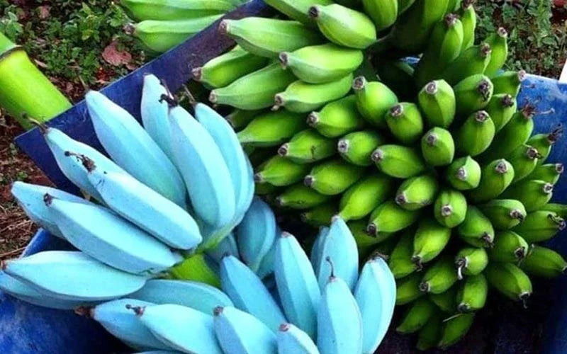Musa Banana Tree 4" Pot - Blue Java Ice Cream - Live Plant for Indoor/Outdoor Gardening - Musa acuminata 'Blue Java'