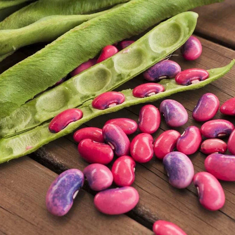 Scarlet Runner Bean Seeds | 20 Heirloom Seeds | Red Flowering Vining Plant | Phaseolus coccineus | 2025 Harvest