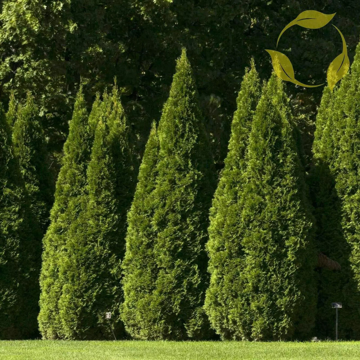 Oriental Arborvitae Seeds 10 Pack - Thuja Orientalis - Evergreen Plants for Garden Decoration, Landscaping, Privacy Hedges
