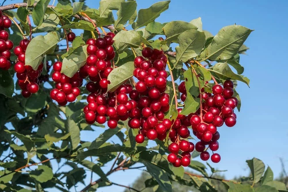 Chokecherry Seeds for Planting - 30 Edible Seeds - Prunus virginiana - Ideal for Jam and Syrup