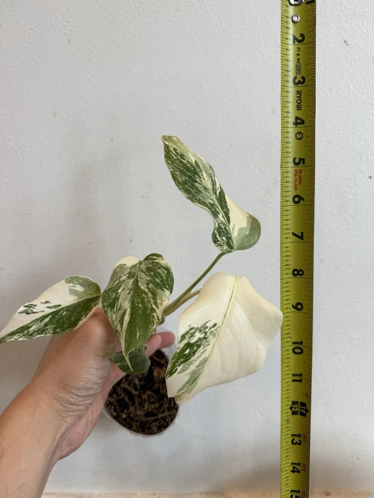 Rooted Variegated Monstera Plant - Albo Borsigiana - Tropical Indoor Houseplant - Monstera deliciosa 'Albo Borsigiana'