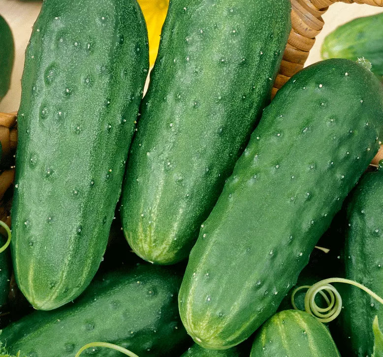 Cucumber Seeds for Pickling - 50+ Seeds - Homemade Pickles - Cucumis sativus - Vegetable Garden Essentials