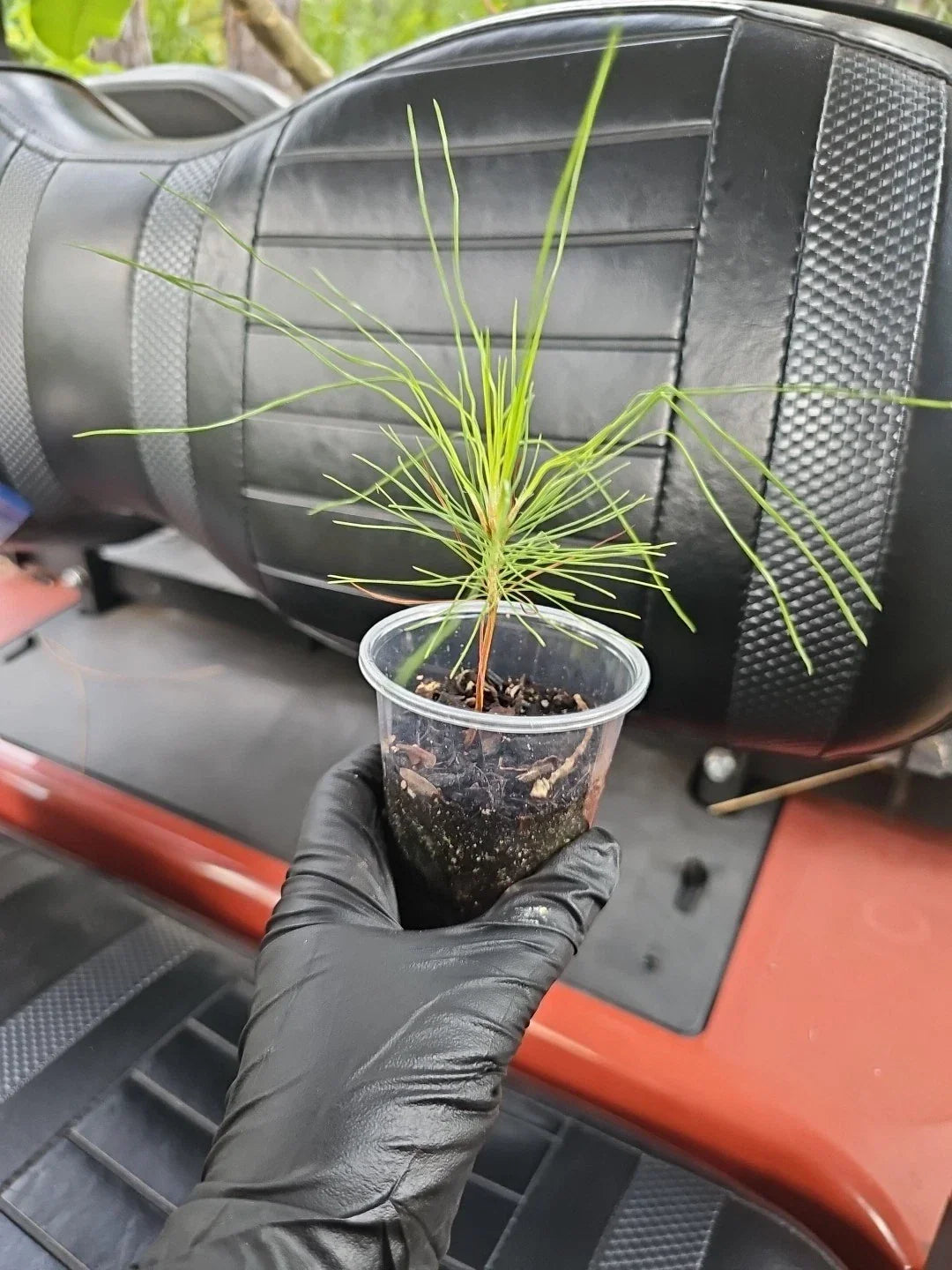 Slash Pine Tree Live Plant - 3 Gallon - Fast Growing Shade - Pinus Elliottii - Ideal for Florida Gardens