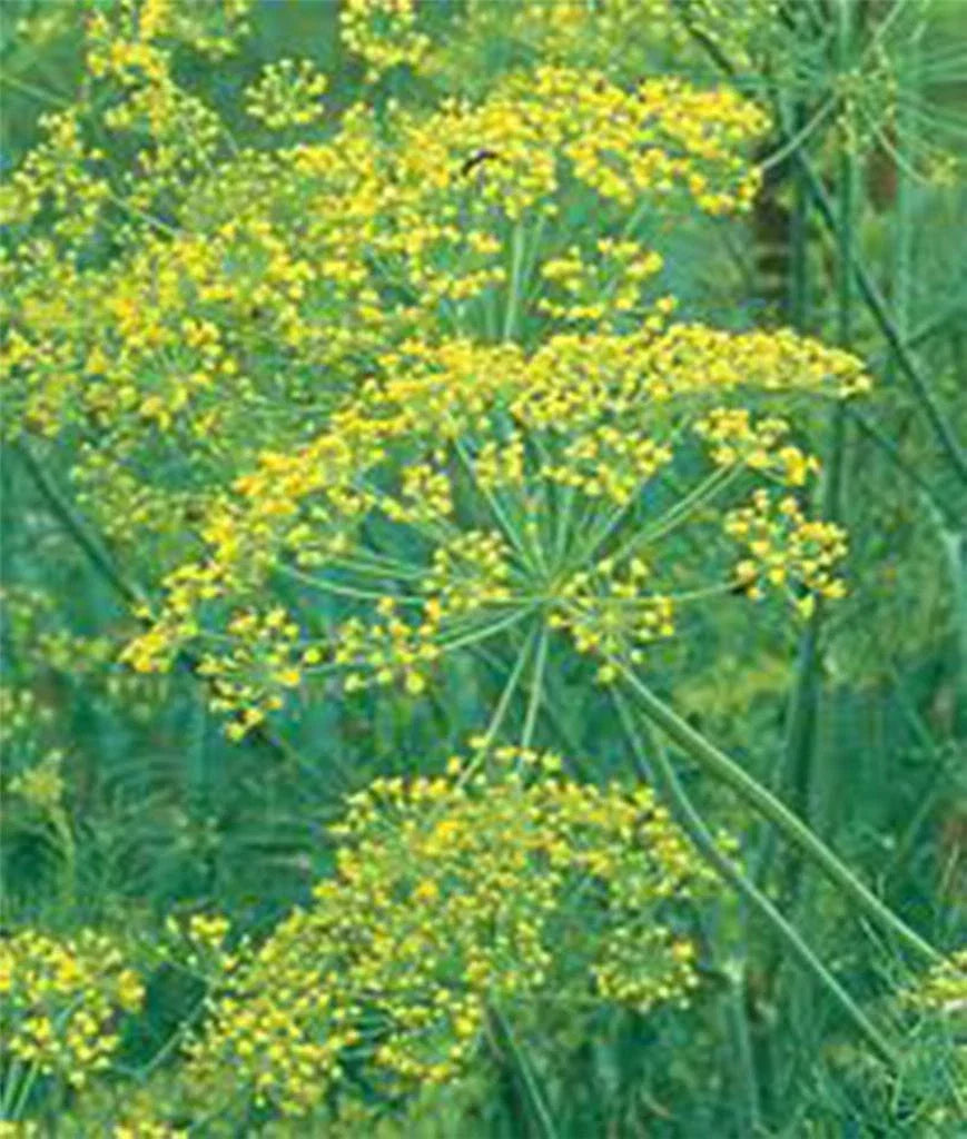 Dill Seeds 100 Pack Mammoth Long Island Heirloom Non-GMO Spice Anethum graveolens for Culinary Gardening and Seasoning