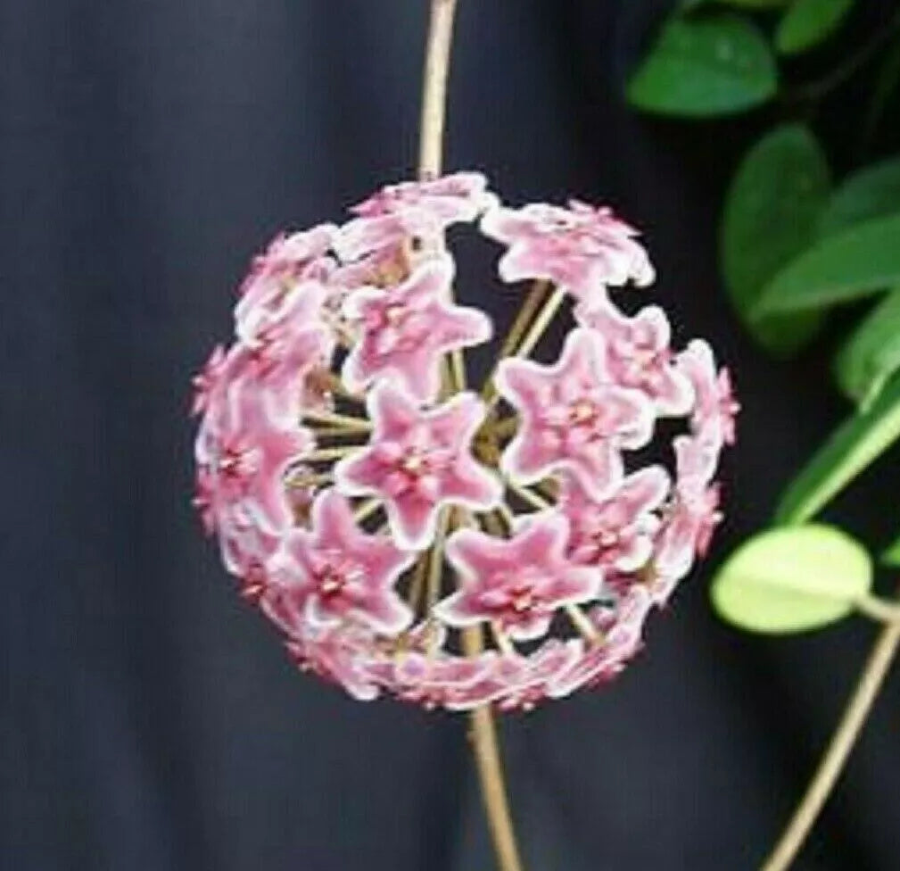 Hoya Pubicalyx 'Bright One' Rooted Plant 2.5" Pot - Vining Green with Silver Speckles Indoor Houseplant